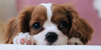 Heritage Quality for Modern Pets